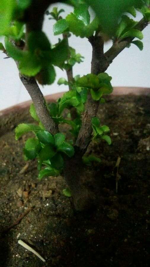 冬天 长寿梅下山桩叶子正常吗 图片