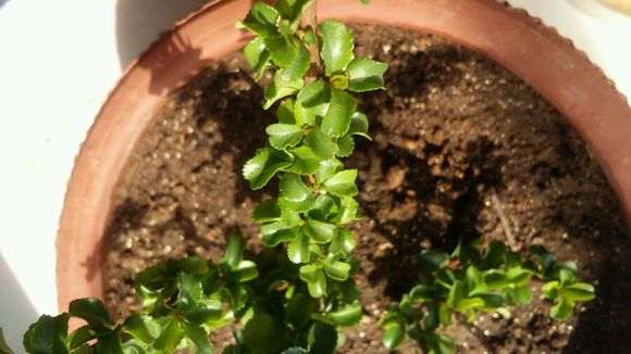 冬天 长寿梅下山桩叶子正常吗 图片