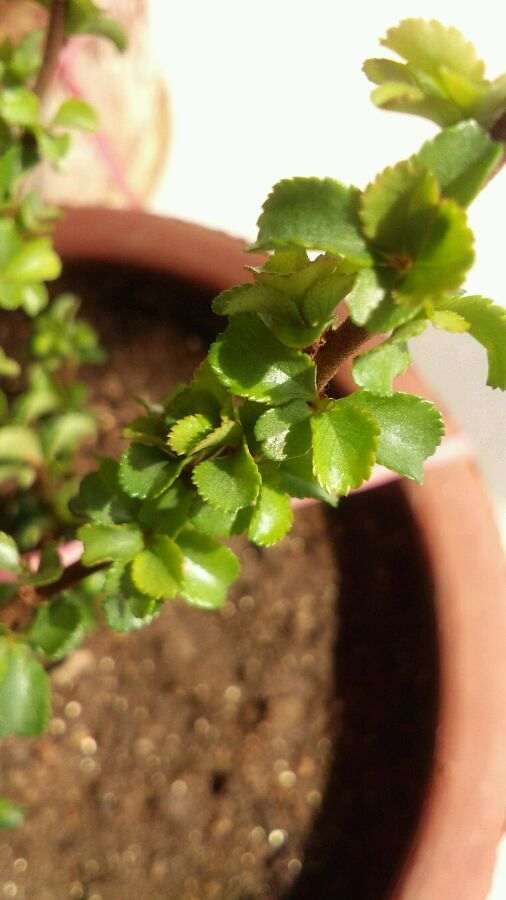 冬天 长寿梅下山桩叶子正常吗 图片