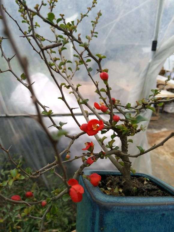 长寿梅下山桩 国产和日本有什么区别