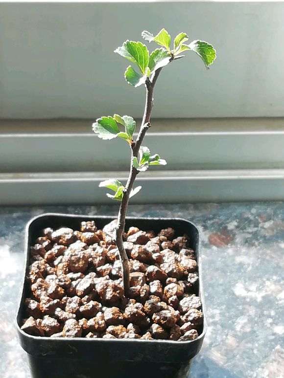 我这是日本长寿梅下山桩 图片