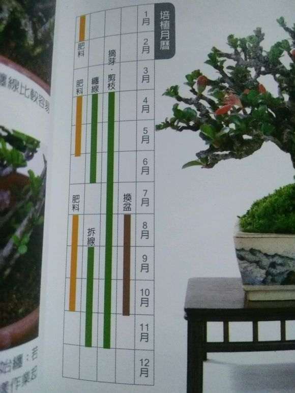 长寿梅下山桩怎么越冬的方法 图片