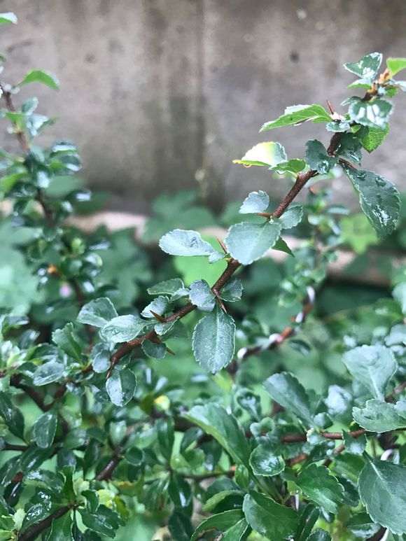长寿梅下山桩红花一号有刺吗 图片