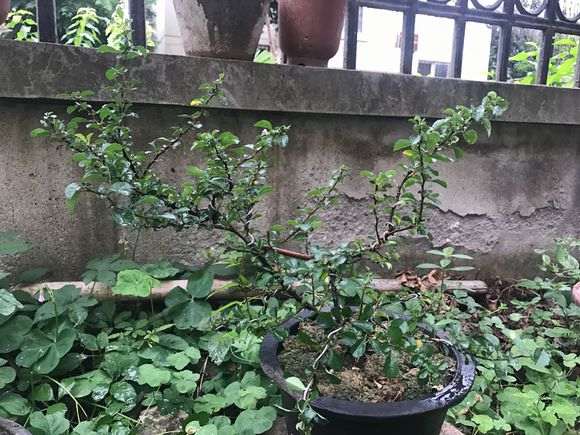 长寿梅下山桩红花一号有刺吗 图片