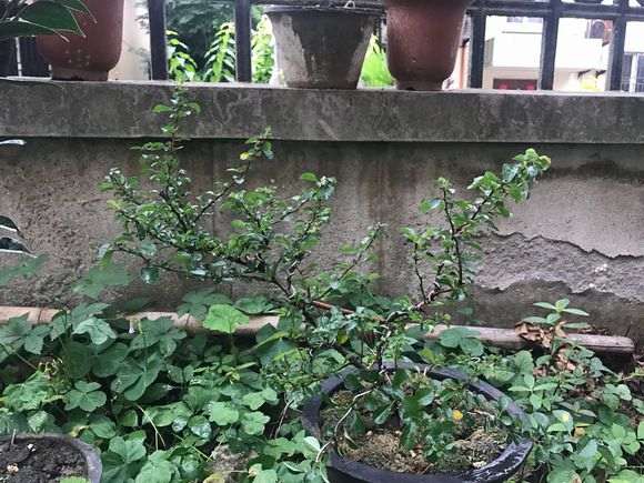 长寿梅下山桩红花一号有刺吗 图片
