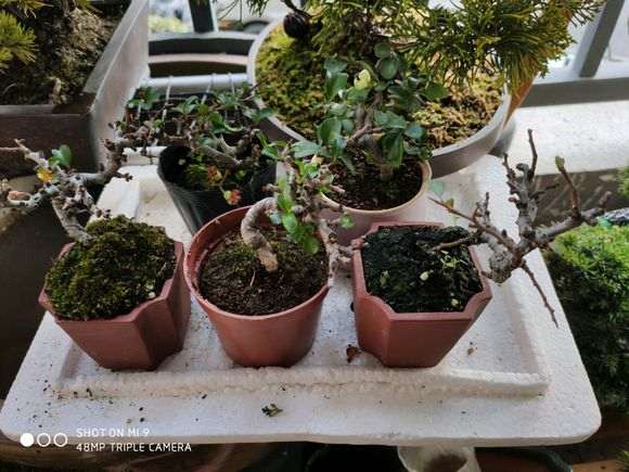 长寿梅下山桩怎么选格的盆子 图片