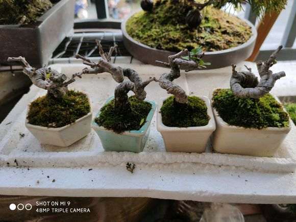 长寿梅下山桩怎么选格的盆子 图片