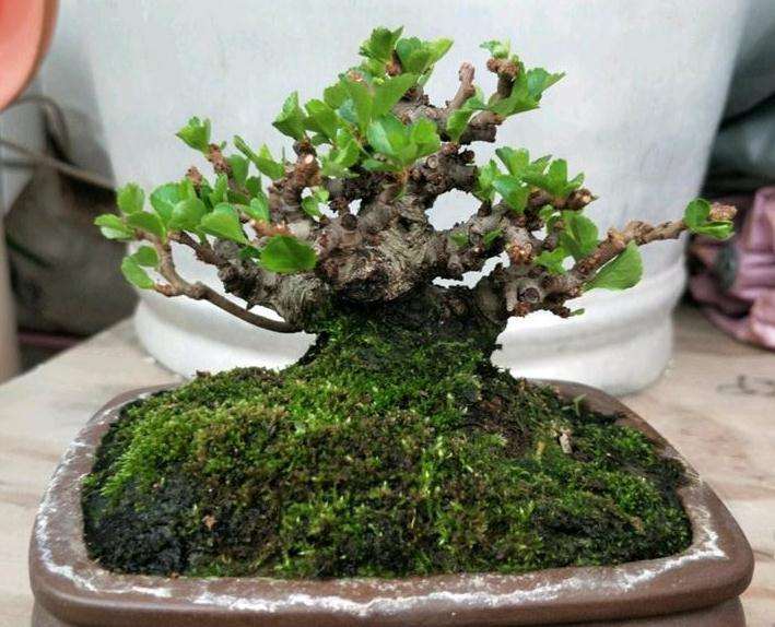 长寿梅下山桩叶子扒光了 怎么办 图片