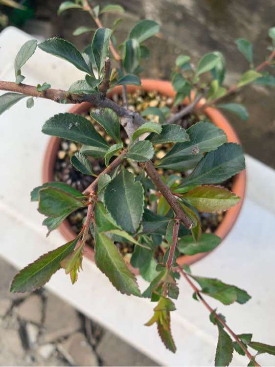 为什么长寿梅下山桩更小 枝节更短 图片