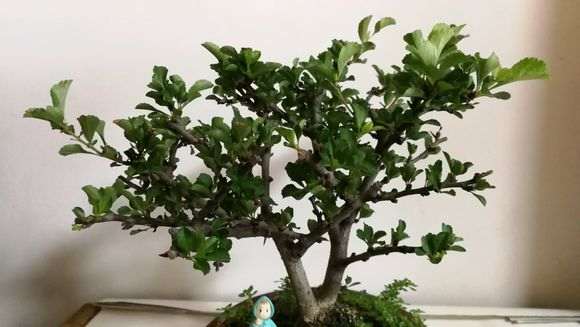 长寿梅下山桩 不开花 怎么办 图片