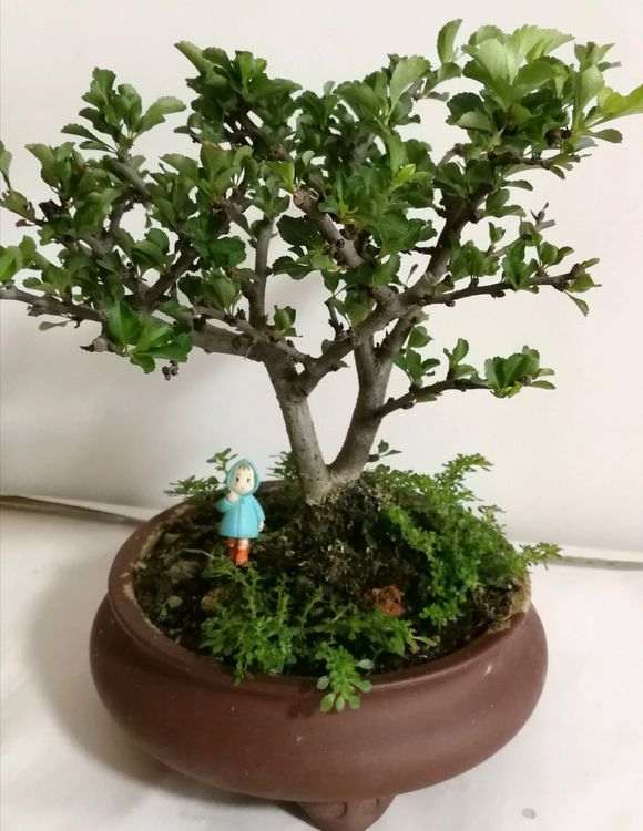 长寿梅下山桩 不开花 怎么办 图片