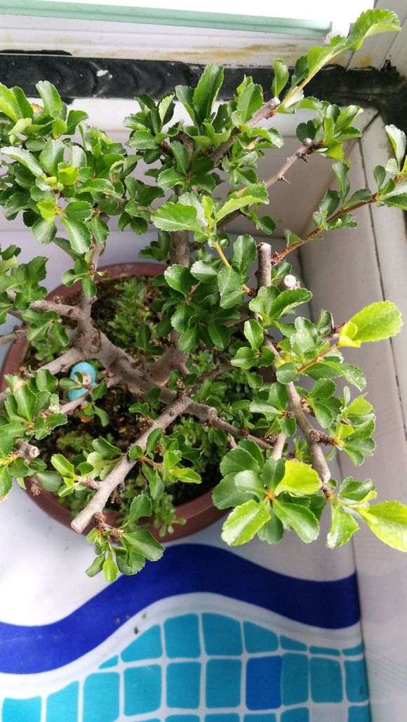 长寿梅下山桩 不开花 怎么办 图片