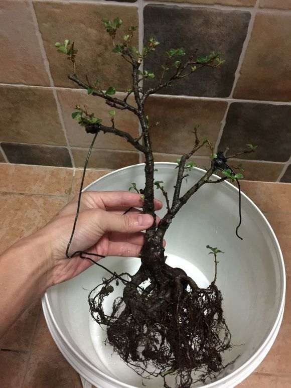 长寿梅下山桩怎么洗根的方法 图片