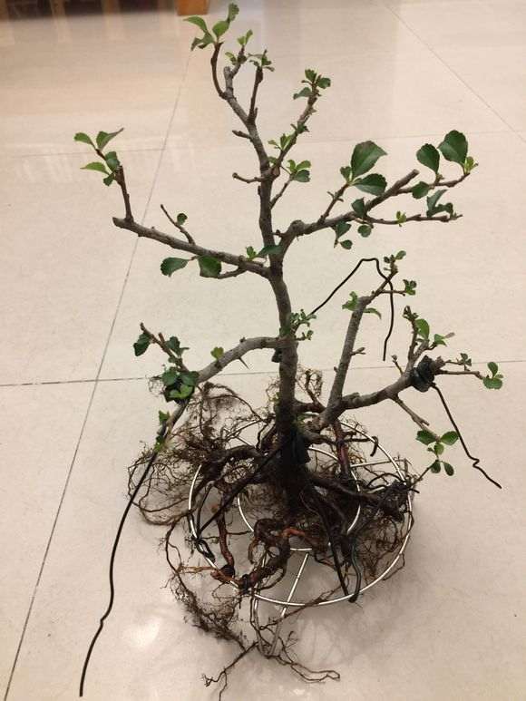 长寿梅下山桩怎么洗根的方法 图片