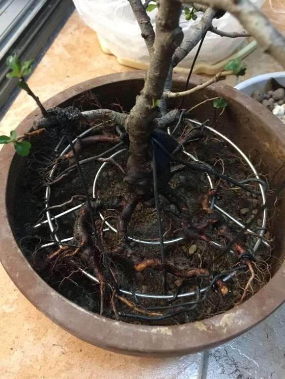 长寿梅下山桩怎么洗根的方法 图片