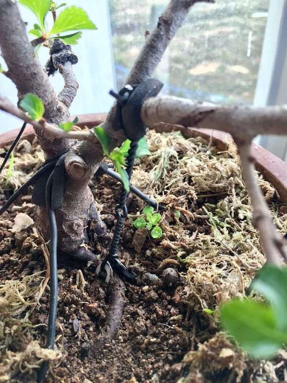 长寿梅下山桩怎么洗根的方法 图片