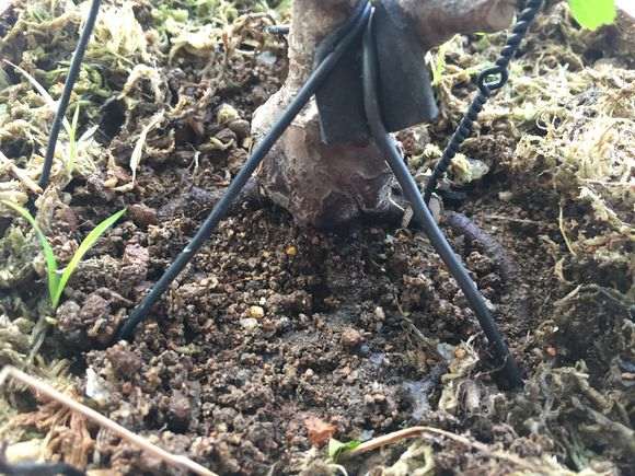 长寿梅下山桩怎么洗根的方法 图片