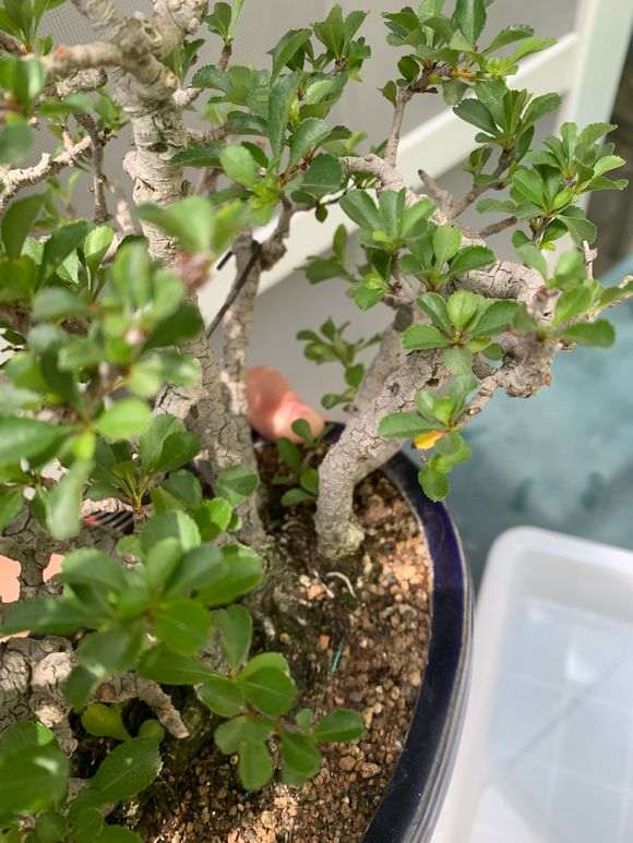 长寿梅下山桩叶子 每天都有黄叶 怎么办