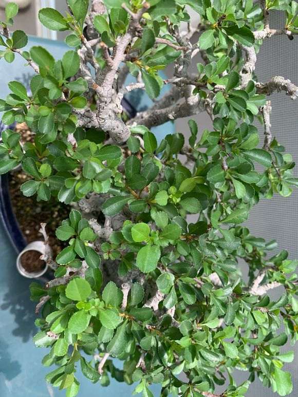 长寿梅下山桩叶子 每天都有黄叶 怎么办