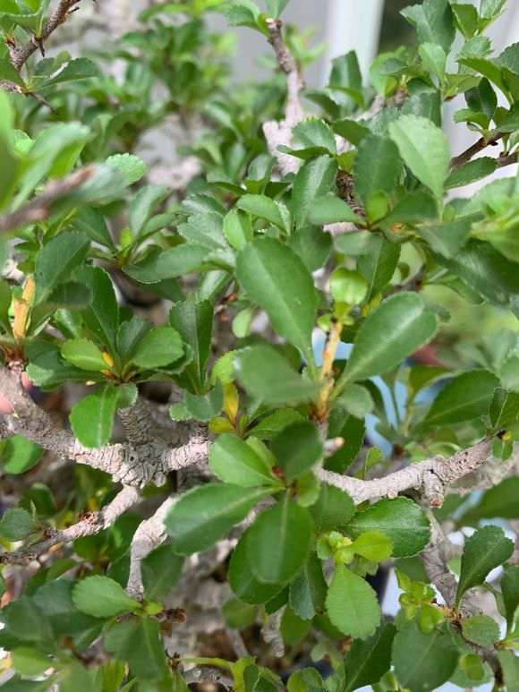 长寿梅下山桩叶子 每天都有黄叶 怎么办