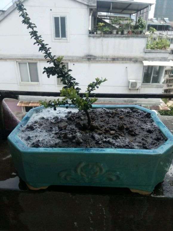 长寿梅下山桩怎么换盆生长的方法 图片