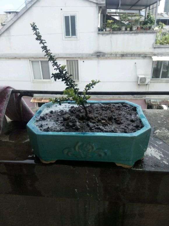 长寿梅下山桩怎么换盆生长的方法 图片