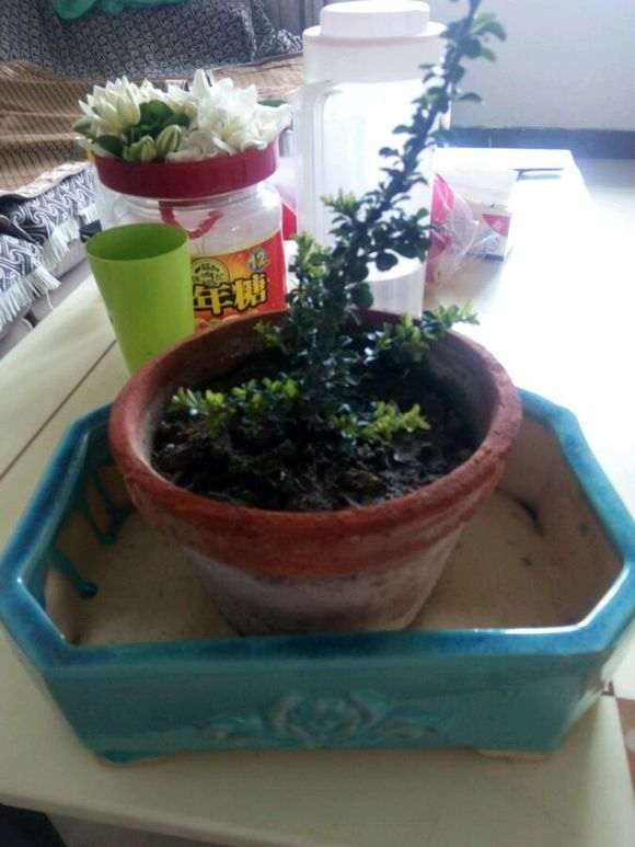 长寿梅下山桩怎么换盆生长的方法 图片