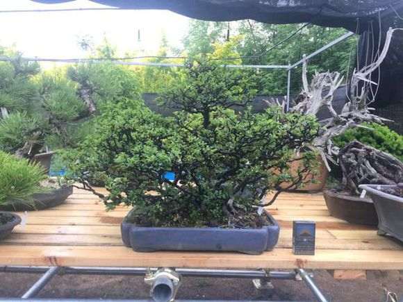 长寿梅下山桩怎么换盆生长的方法 图片