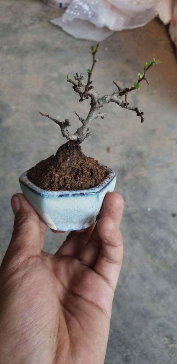 冬天长寿梅下山桩耐寒吗 怎么样 图片