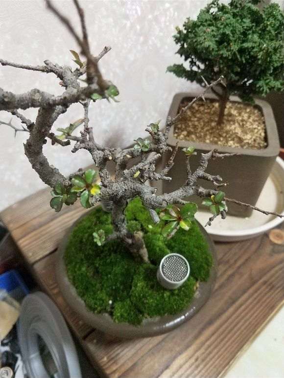 长寿梅下山桩新叶子黄了 怎么办 图片