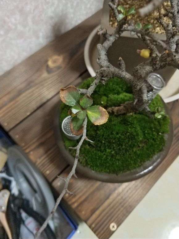 长寿梅下山桩新叶子黄了 怎么办 图片