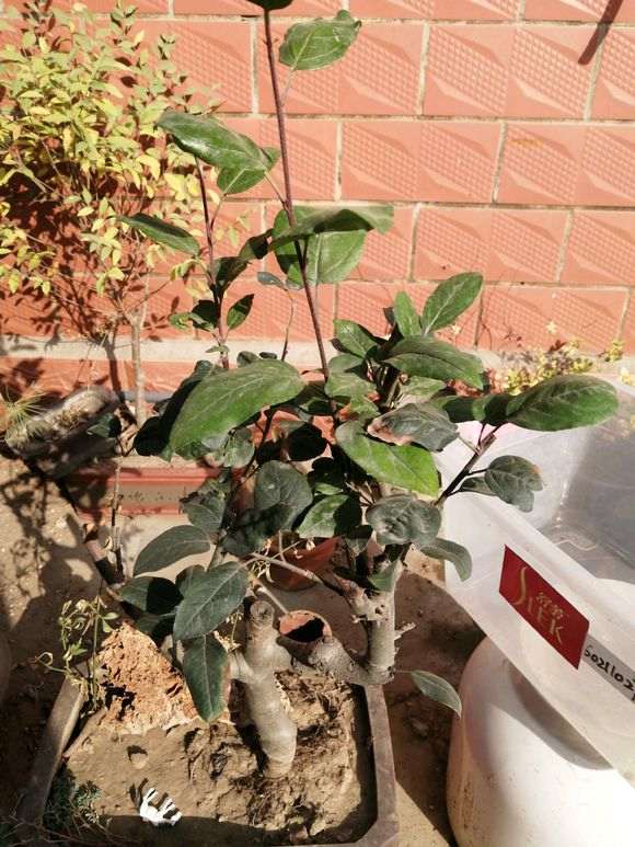 为什么长寿梅下山桩叶子还不落 图片