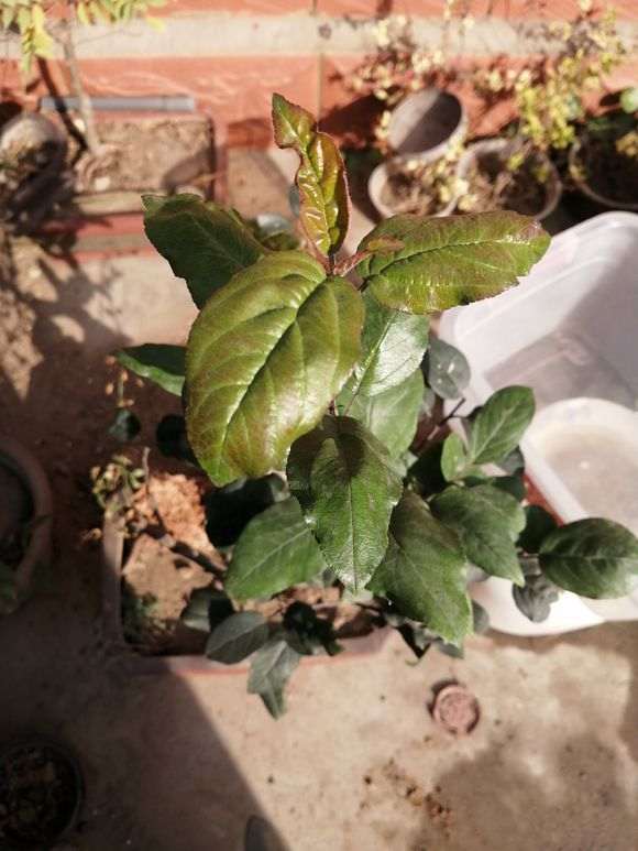 为什么长寿梅下山桩叶子还不落 图片