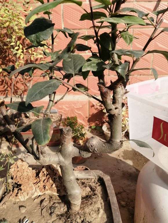 为什么长寿梅下山桩叶子还不落 图片