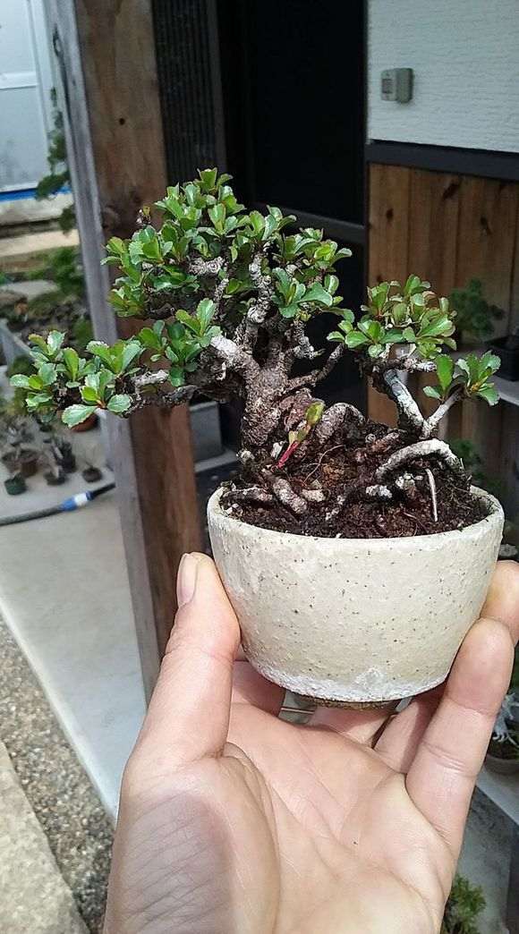 长寿梅下山桩这叶子 得了什么病 图片