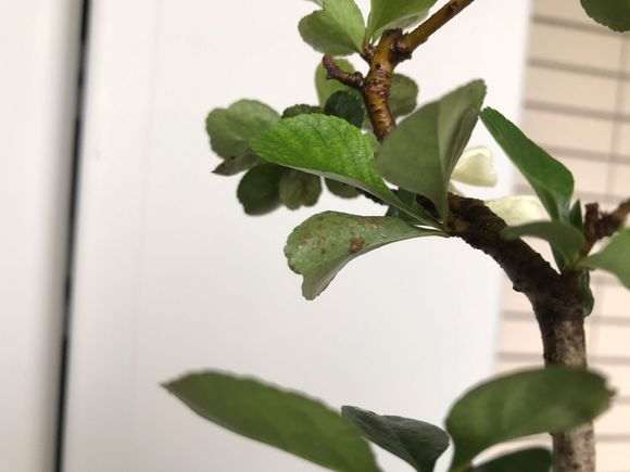 长寿梅下山桩这叶子 得了什么病 图片