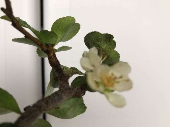 长寿梅下山桩这叶子 得了什么病 图片