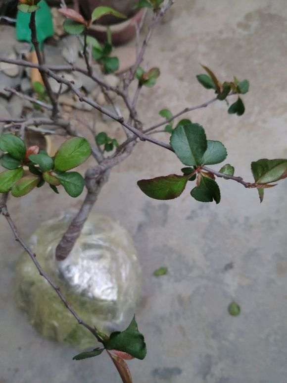 买的长寿梅下山桩 很想海棠 怎么办