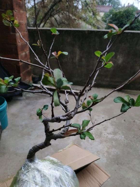 买的长寿梅下山桩 很想海棠 怎么办