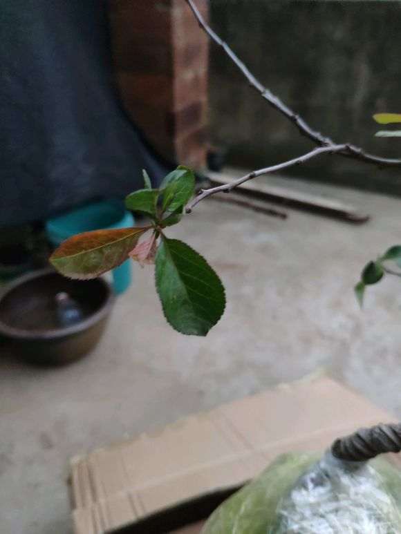 买的长寿梅下山桩 很想海棠 怎么办