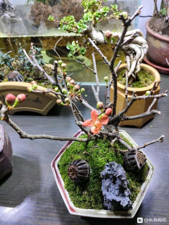 为什么长寿梅下山桩花苞继续萌发