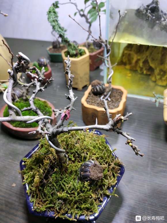 为什么长寿梅下山桩花苞继续萌发