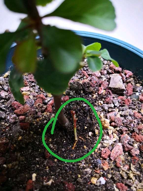 长寿梅下山桩根部这是什么 怎么办 图片