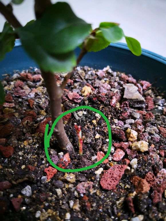 长寿梅下山桩根部这是什么 怎么办 图片