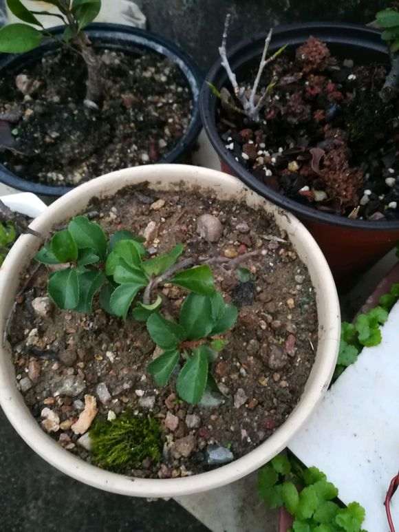 长寿梅下山桩在广东可以开花吗 图片