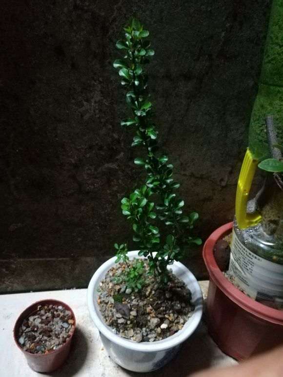 长寿梅下山桩在广东可以开花吗 图片