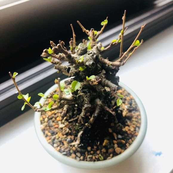 长寿梅下山桩 1个月叶子没了 怎么办