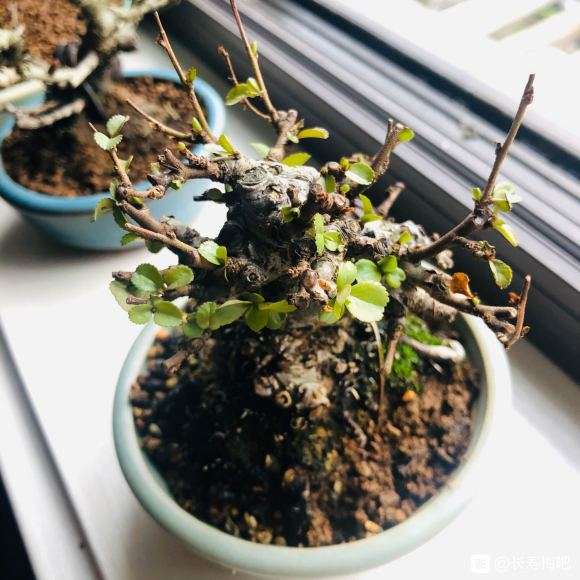 长寿梅下山桩 1个月叶子没了 怎么办