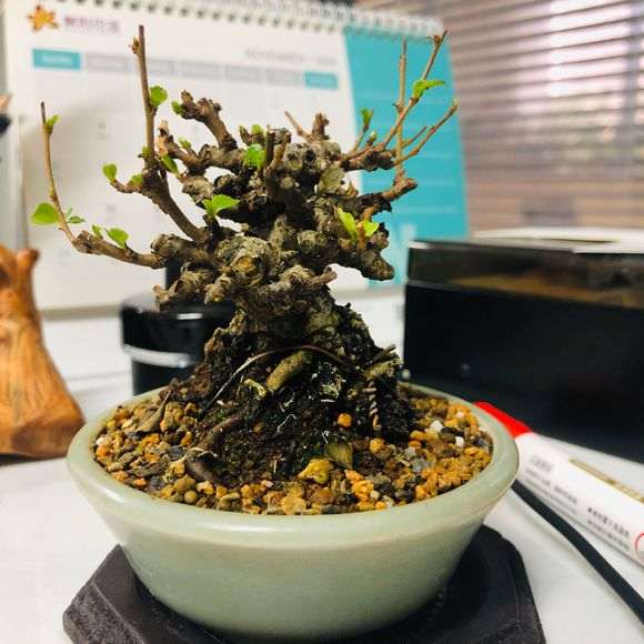 长寿梅下山桩 1个月叶子没了 怎么办