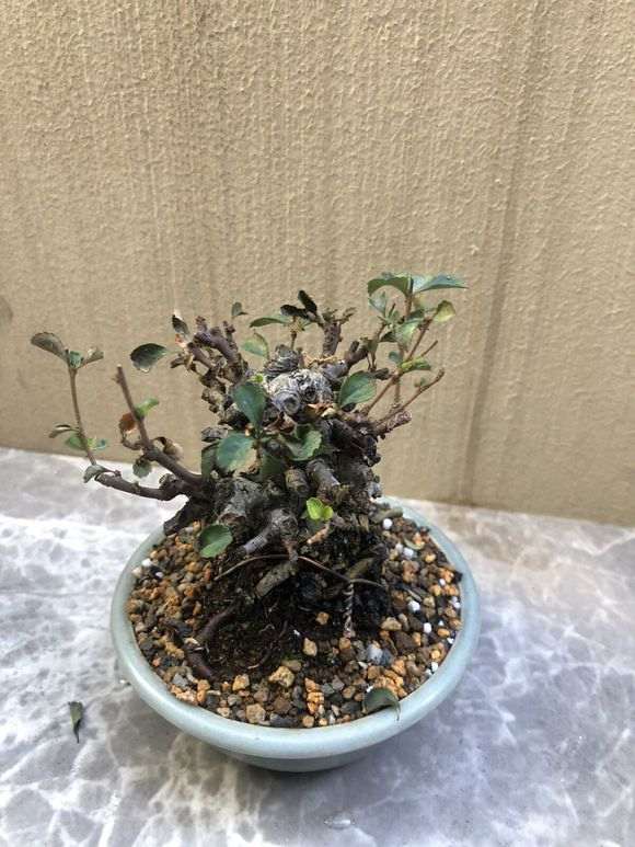 长寿梅下山桩 1个月叶子没了 怎么办